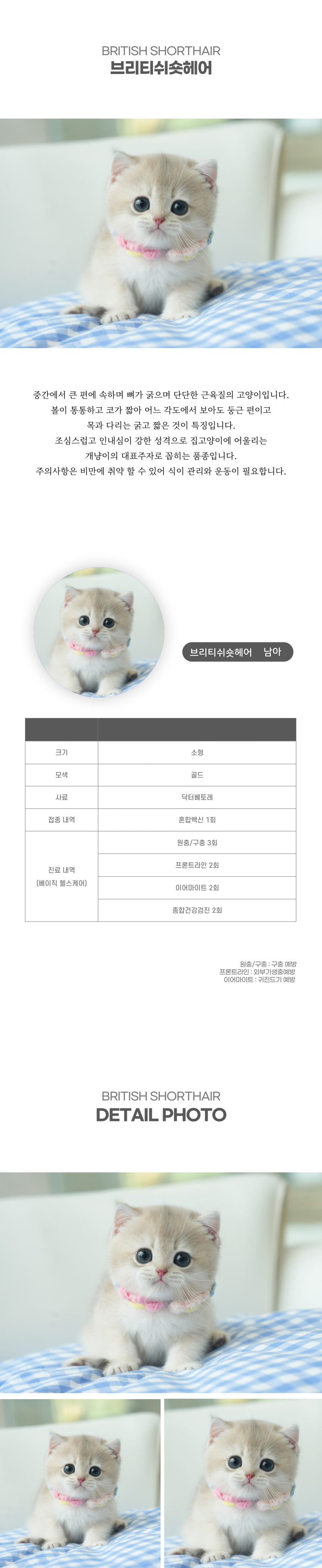 브리티쉬숏헤어_상세이미지_2